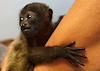 (July 16, 2009) Day 3 - Baby Orphaned Monkeys